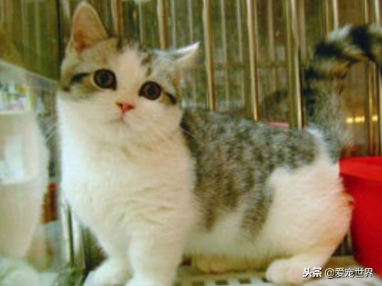 4岁的猫算不算老猫（附：10岁的猫才算进入老年圈了）