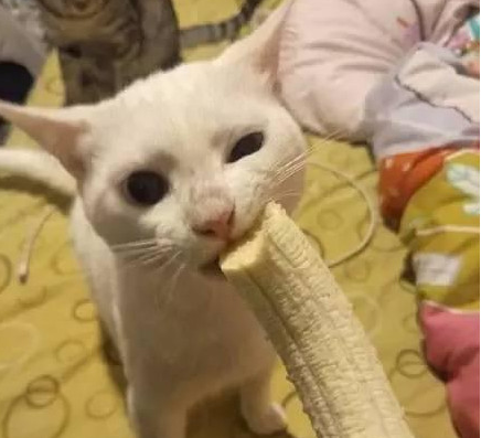 猫咪可以吃的水果名单(猫可以吃什么食物)