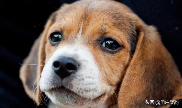 大耳朵狗狗有哪些品种（附：大耳朵短毛狗品种图片）