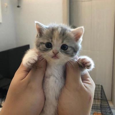 幼猫又吐又拉稀怎么办（幼猫拉稀是什么原因）