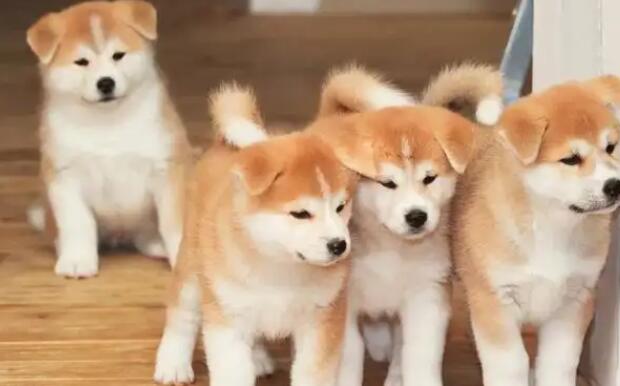 调皮的秋田犬喜欢咬东西怎么办?科学教育很有必要! 调皮的秋田犬喜欢咬东西怎么办?科学教育很有必要!