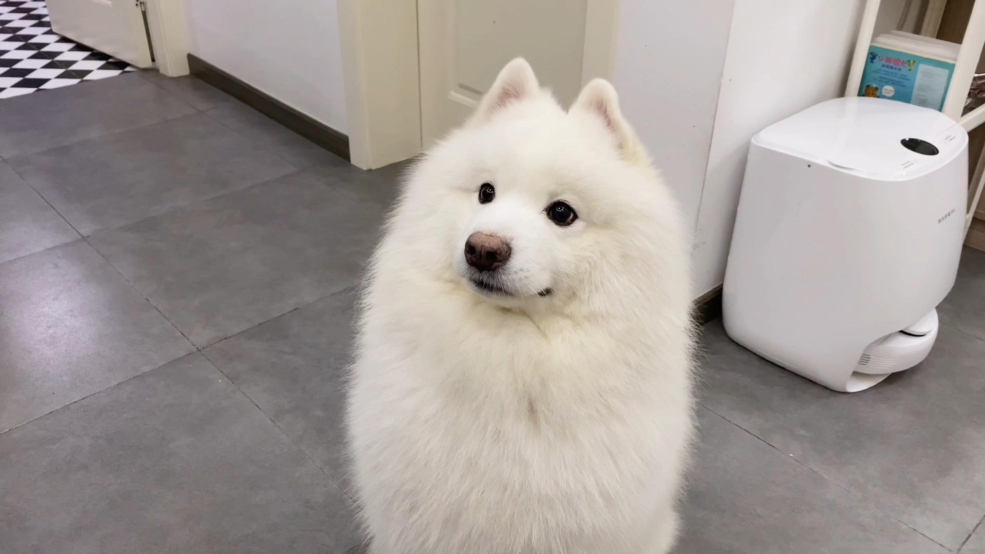 萨摩耶犬的饲养方法（手把手教你怎么喂养萨摩耶幼犬）