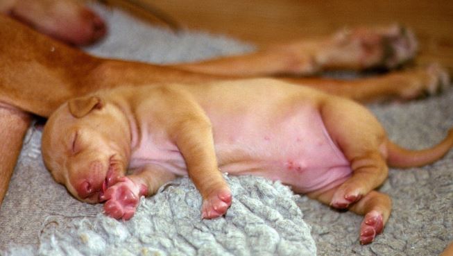 狗狗肚脐眼鼓包是什么情况（附：幼犬肚脐眼有个鼓包有危险吗）