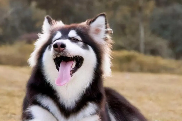 建议家养的大型犬清单(介绍1-10名温和而亲切的大型犬种)