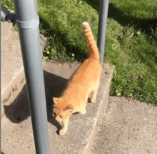 为何“中华田园猫”会被歧视（附：把土猫当宠物养的人都是傻子）