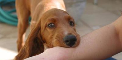 打了狂犬疫苗的狗咬人后要打针吗