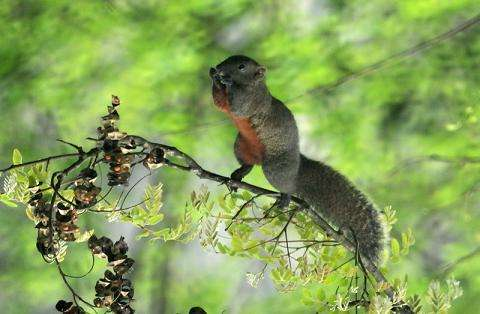 为何四川村民捉松鼠有补贴（赤腹松鼠是林业有害生物之一）