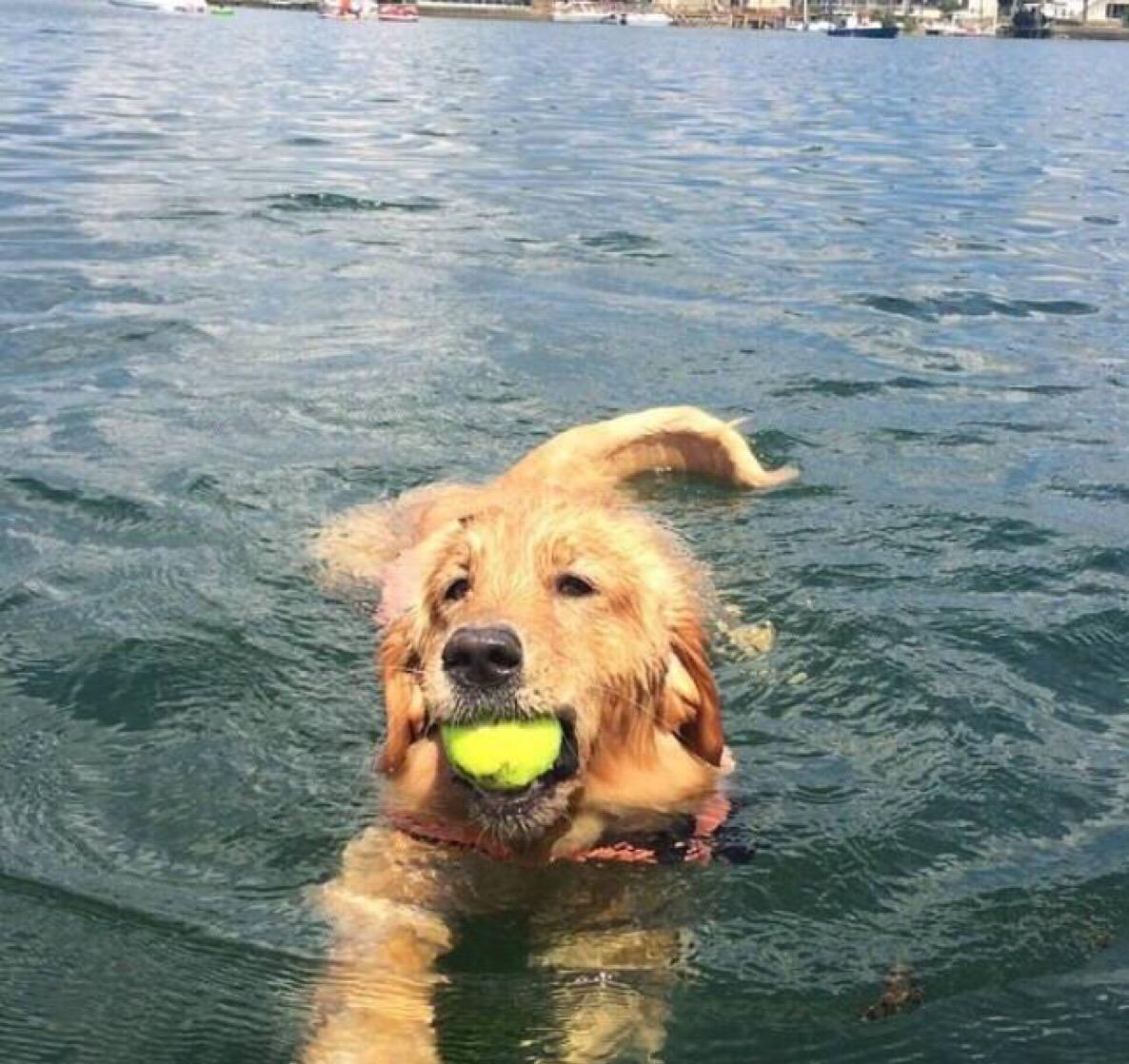 金毛难养吗（详解：金毛最受欢迎的5个理由）