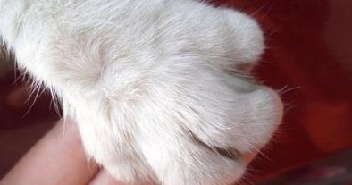 被猫抓伤的死亡率为零（被猫咪抓伤后一定会患上狂犬病吗）