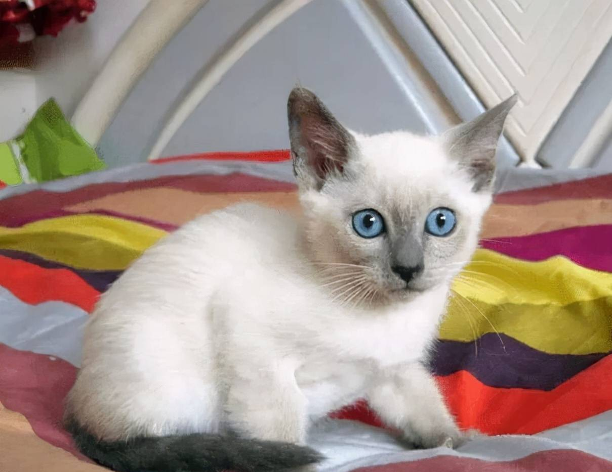 教你挑选纯种暹罗猫的方法（暹罗猫怎么看品相）