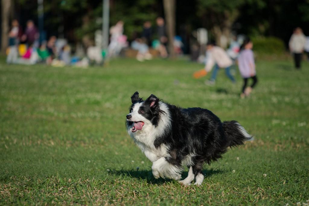 长须牧羊犬怎么养才好（分享长须牧羊犬饲养步骤）