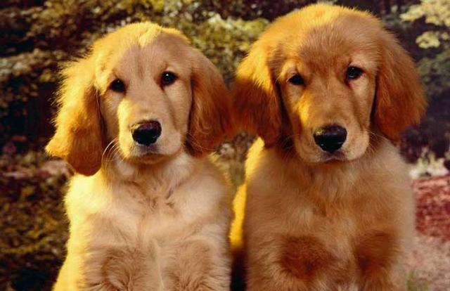 带你了解纯种金毛犬的7大特点（金毛犬怎么看纯不纯）