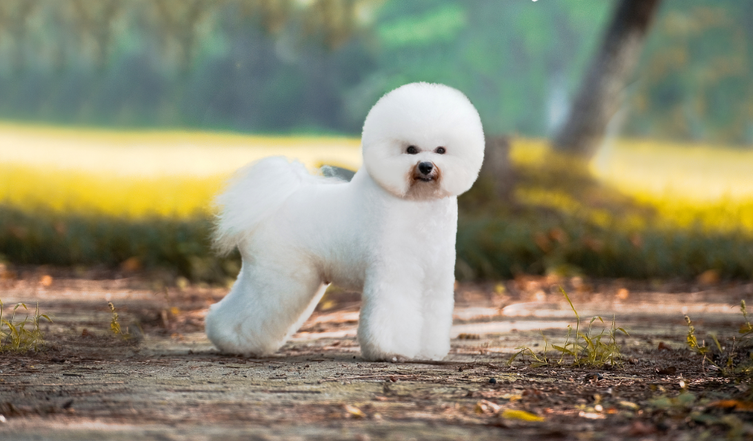 详解比熊犬的五大特点（纯种比熊犬有哪些特征）