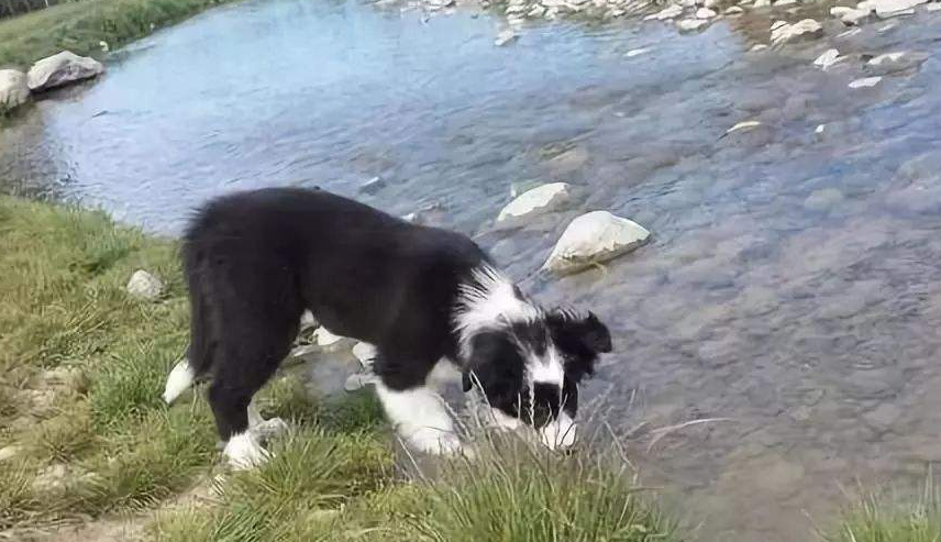 养边牧的注意事项(手把手教你如何饲养边境牧羊犬)