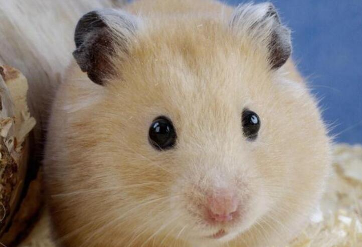 仓鼠仅仅只是喜欢刨木屑嘛（附：仓鼠一直在刨木屑的原因）