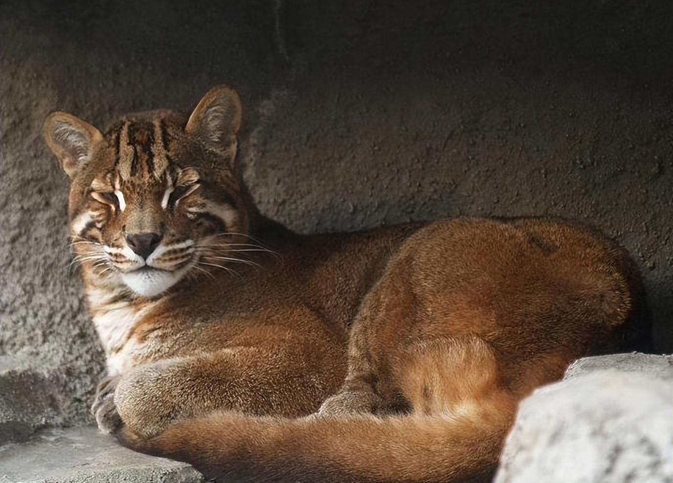 猫的图片大全大图侧面（看图识小猫猫品种大全）