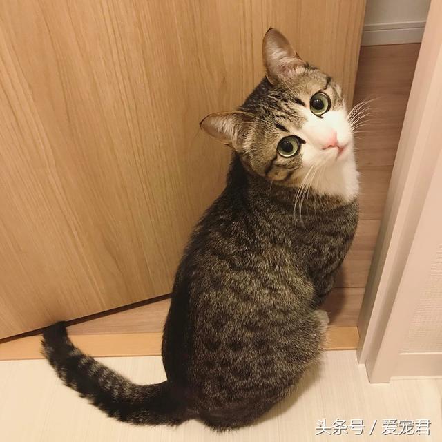 猫咪可以吃鸡骨头吗
