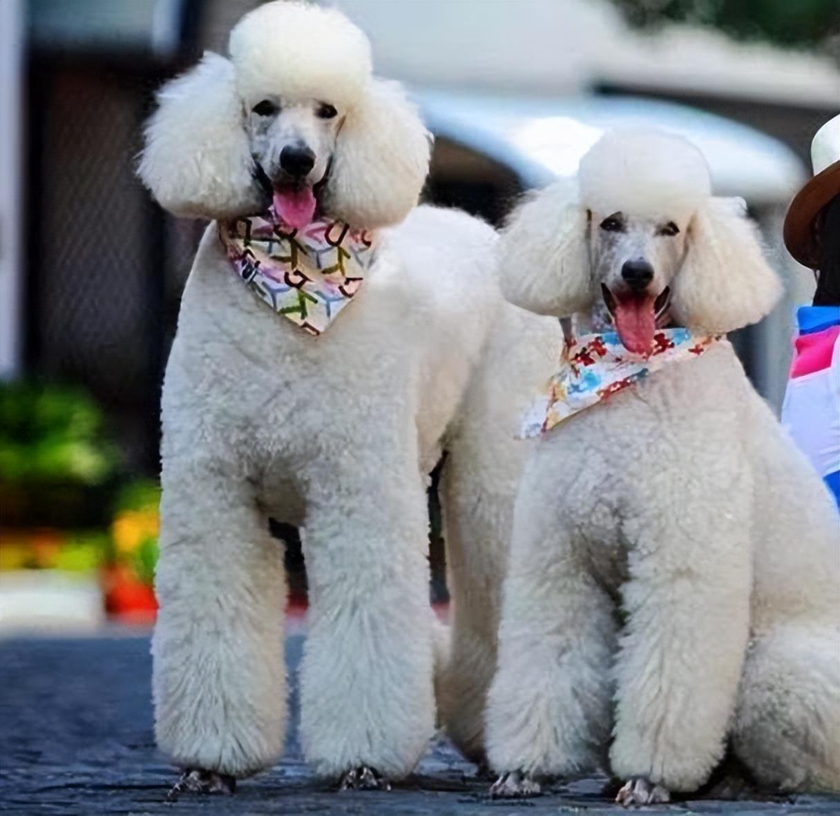 分享饲养巨型贵宾犬的好处（巨型贵宾犬好养吗）