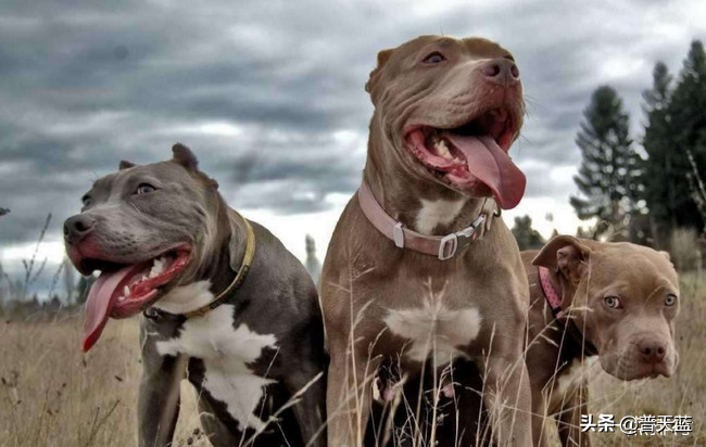 最强的十种猎犬介绍（什么猎犬最好养）