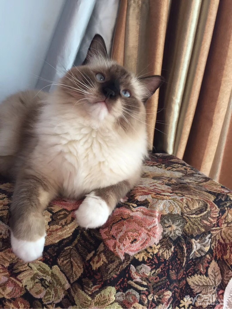 布偶猫海双和蓝双有什么区别（详解：双色布偶猫哪个更好看更贵）