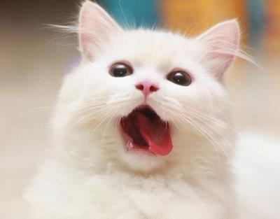 猫吃了食物呕吐是怎么回事（猫吃猫粮吐了怎么回事）