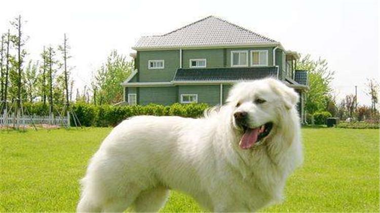 养大白熊犬要注意的事项(大白熊犬怎么养)