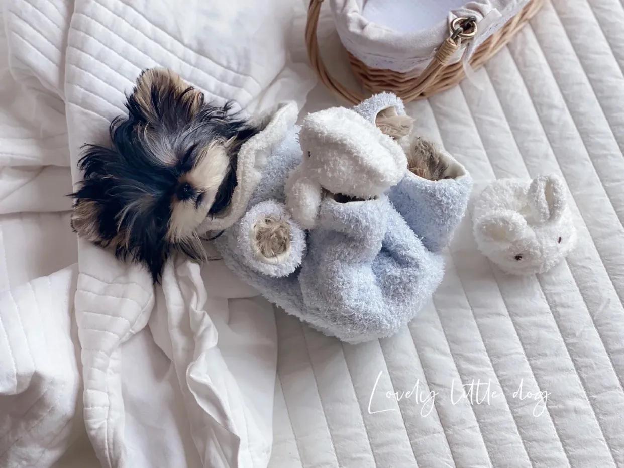 约克夏犬怎么喂养