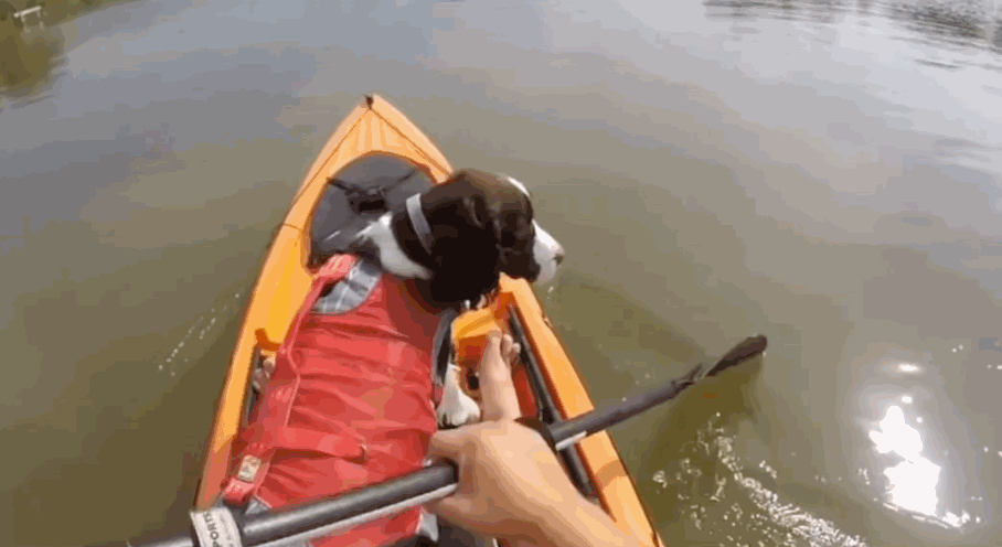 史宾格犬适合家养吗（建议你养史宾格犬的5大原因）