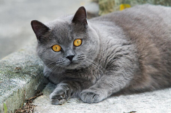 标准的蓝猫眼睛颜色等级