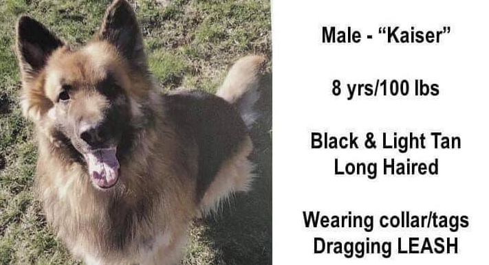 5岁国王牧羊犬逃家玩失踪 八个月后在175英里处被发现