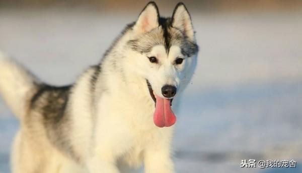 大型雪橇犬种类介绍（详解：雪橇犬有哪几种）