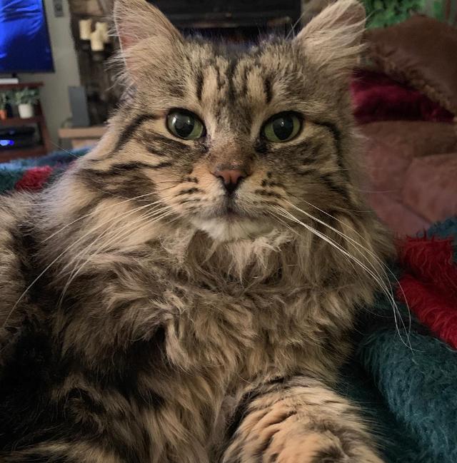 长毛狸花猫是什么品种(长毛狸花猫多少钱一只)