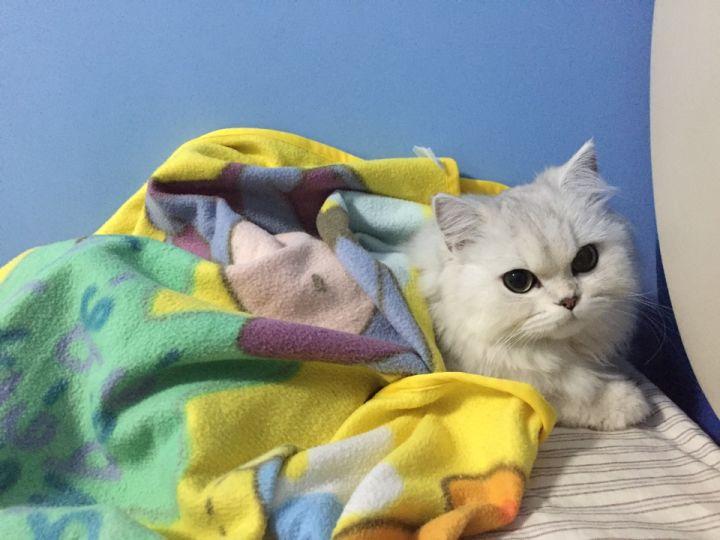 新手养金吉拉猫要注意的事项（金吉拉猫怎么养）