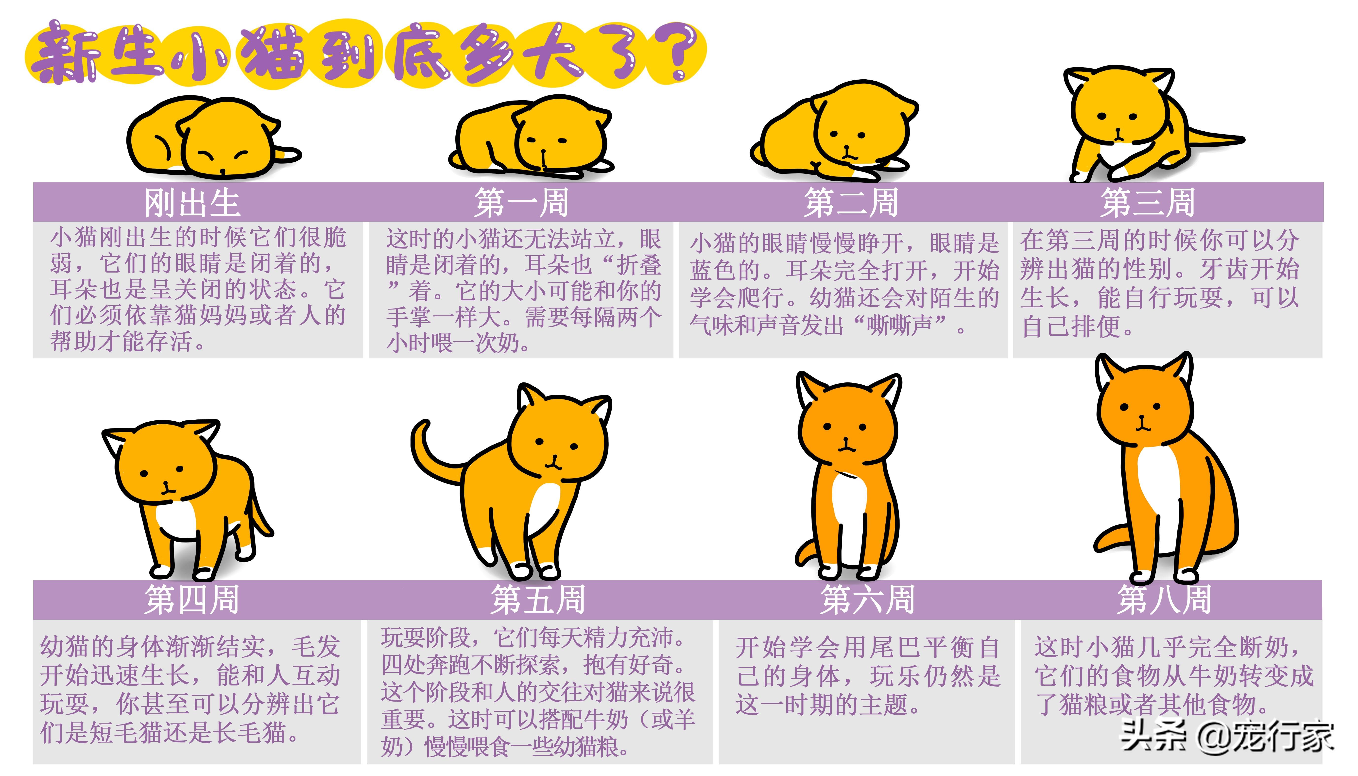 10天小猫没妈妈怎么养（15天左右小猫怎么喂能养活吗）