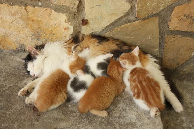 母猫不做绝育会怎么样(母猫不做绝育能活多久)