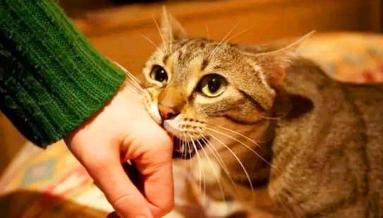 为什么不建议养狸花猫（附：6个缺点你能否受得住）