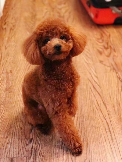 一岁多的泰迪怎么养(泰迪一生的饲养全攻略)