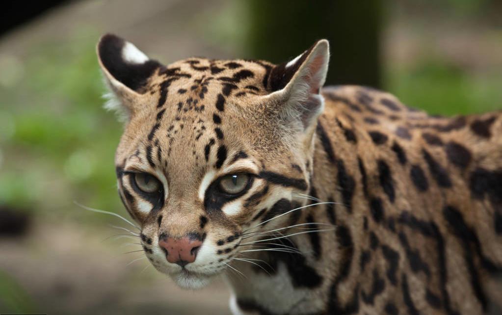 公猫绝育还长个子吗（公猫绝育早会影响骨骼发育其费用高昂）