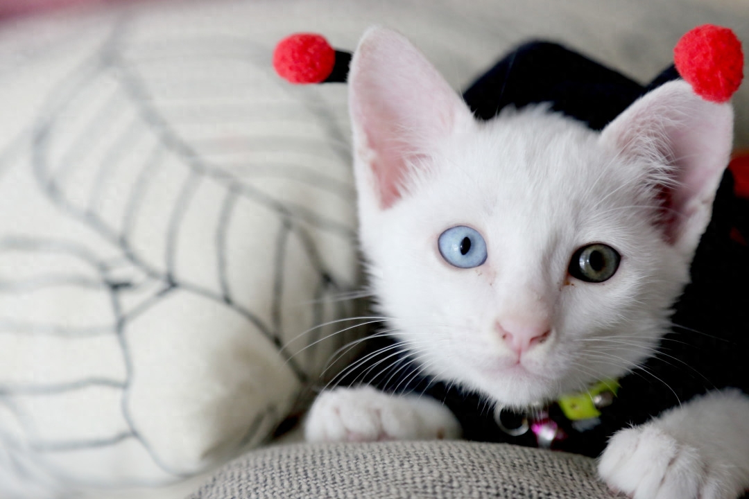 斯芬克斯猫等价格一览表2023（猫奴必备：探秘养猫界的名贵品种）