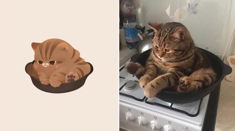 治愈人的猫咪图片合集（盘点抖音最火的猫猫头像）