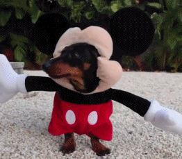 不养腊肠犬的7大原因