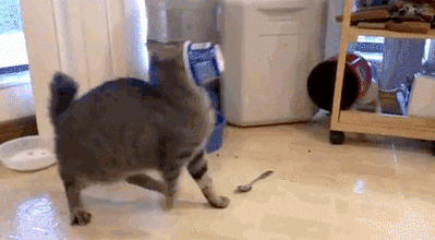 猫目光呆滞躺着不动不吃不喝怎么办(猫没精神一直睡觉眼神呆滞厌食)