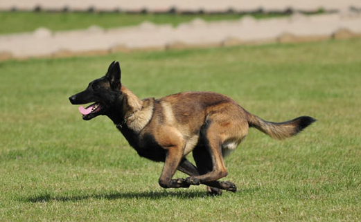马犬一直不训练会有什么后果?这些后果你能承受吗 马犬一直不训练会有什么后果?这些后果你能承受吗