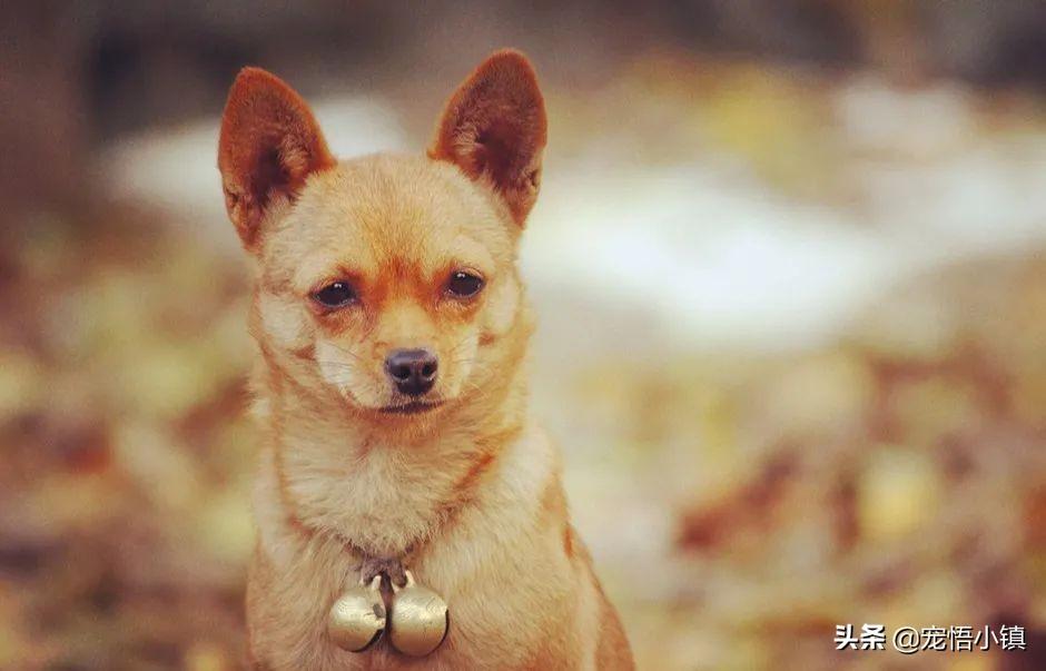 家里或宠物有跳蚤如何彻底去除(盘点不同场景如何抹除跳蚤的方法)