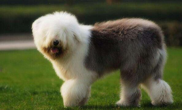 科普：古代英国牧羊犬的四个喂食误区，你一定要了解