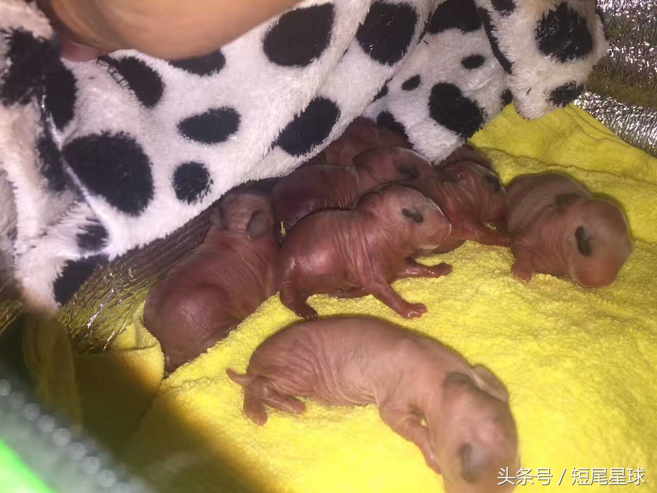 兔子刚出生该怎么处理