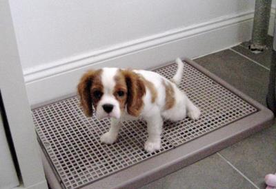 教狗狗不乱拉屎拉尿(狗狗室内乱排泄)