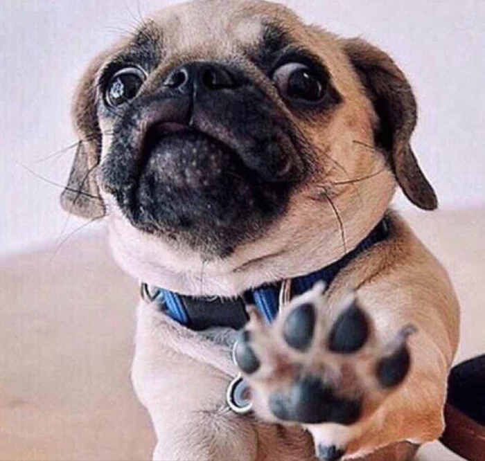 巴哥犬训练技巧（教你怎么训练巴哥犬）