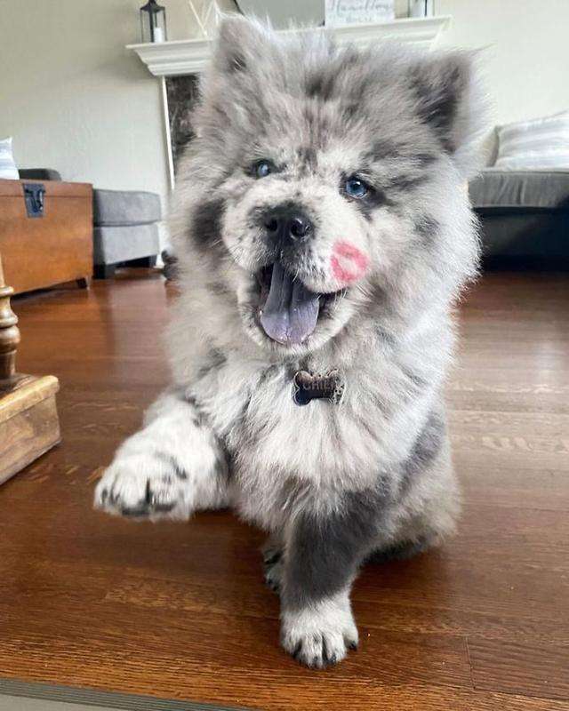 毛色稀有的帅气松狮犬，侧脸看是霸气小狮子，实际上超可爱