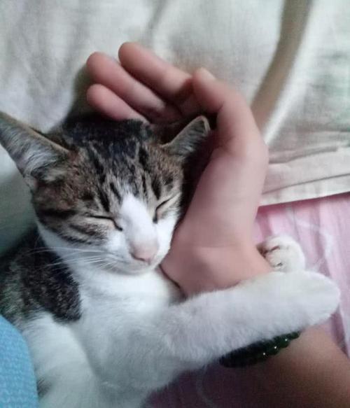 幼猫嗓子一直咕噜咕噜 猫咪呼吸声像有痰呼噜